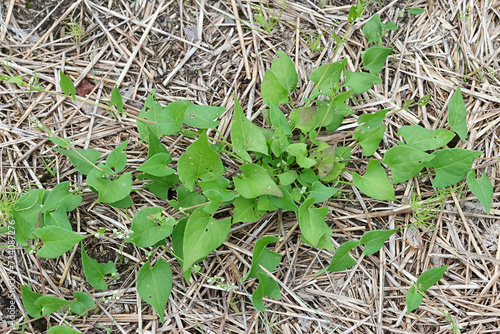 Black Bindweed, Fallopia convolvulus, also known as Bearbind, Climbing buckwheat, Cornbind or Wild buckwheat, troublesome weed from Finland photo