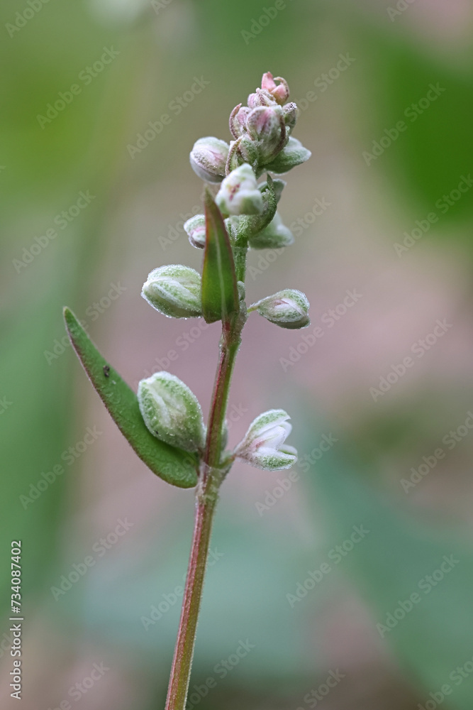Black Bindweed, Fallopia convolvulus, also known as Bearbind, Climbing buckwheat, Cornbind or Wild buckwheat, troublesome weed from Finland Black Bindweed, Fallopia convolvulus, also known as Bearbind, Climbing buckwheat, Cornbind or Wild buckwheat, troublesome weed from Finland