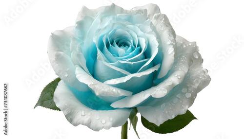 Blue rose with water drops isolated on transparent background.