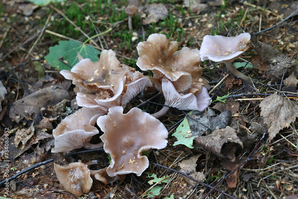Slender blewit, Lepista sordida, also called Rhodopaxillus sordidus , wild mushroom from Finland Slender blewit, Lepista sordida, also called Rhodopaxillus sordidus , wild mushroom from Finland
