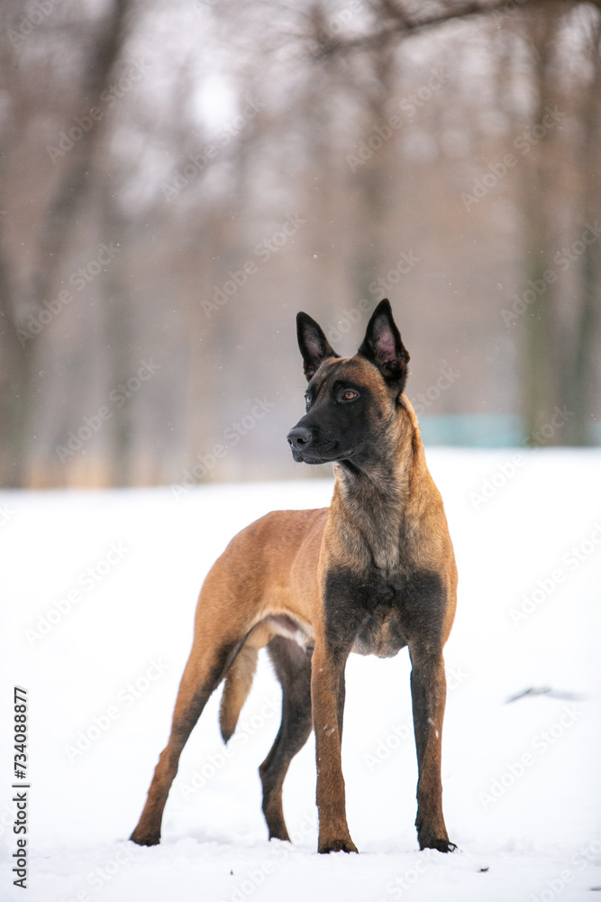 Belgian Shepherd in the snow in winter