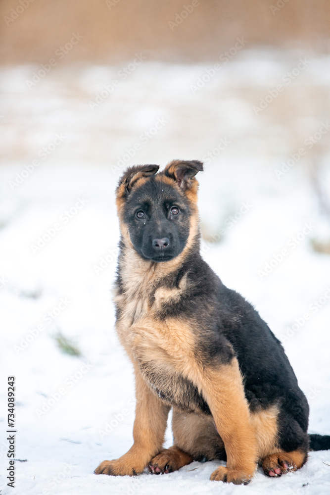 German Shepherd puppy sitting in the snow in winter German Shepherd puppy sitting in the snow in winter