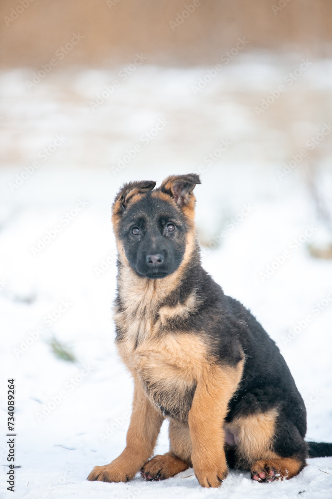 German Shepherd puppy sitting in the snow in winter German Shepherd puppy sitting in the snow in winter