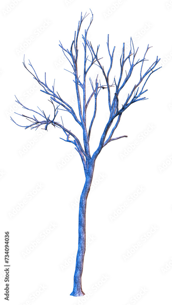 3D Rendering Eucalyptus Tree on White 3D Rendering Eucalyptus Tree on White