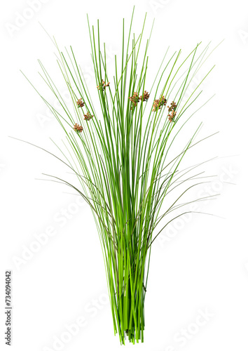 3D Rendering Common Rush Plant on White