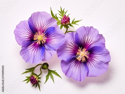 Two purple flowers have different colors in the middle