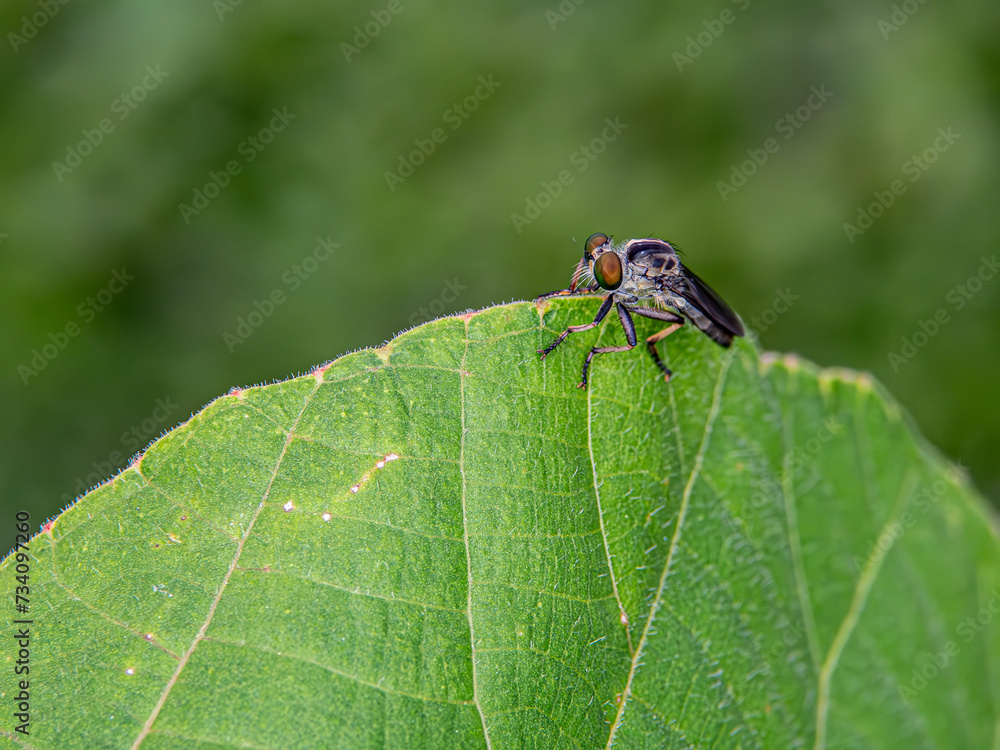 Robber-fly perched on a leaf, observing its surroundings in a natural setting. Robber-fly perched on a leaf, observing its surroundings in a natural setting.