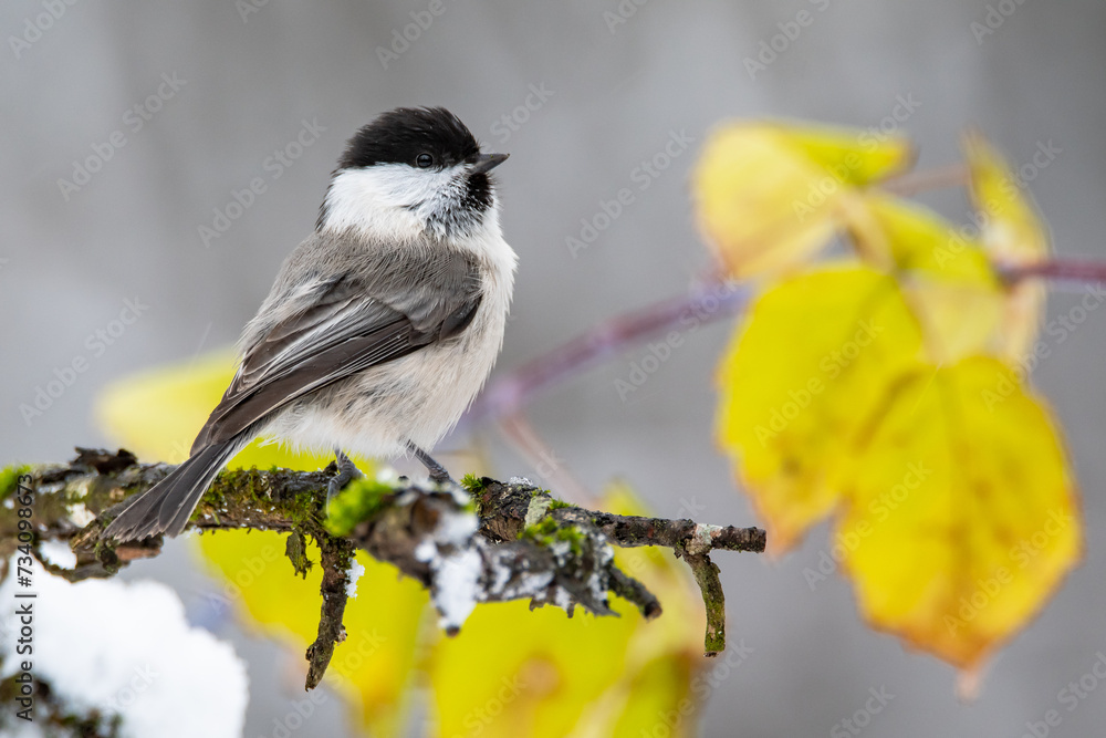 Obraz premium Titmouse in winter in the oak forest in the snow with prickly blackberries