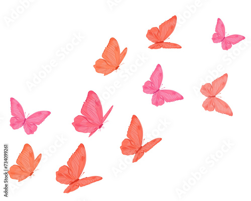 butterflies isolated colorful 