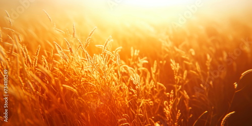 vibrations of warm summer tones with wheat and crops.