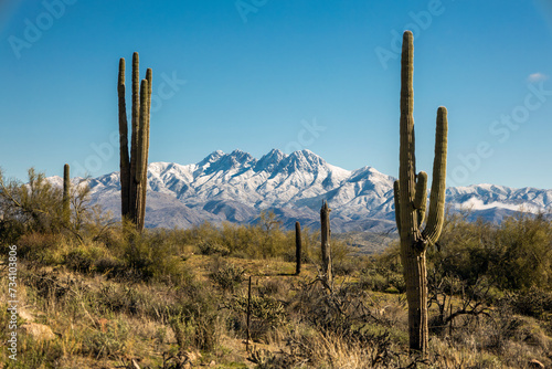 The Four Peaks Range With Snow And Cactus In Foreground