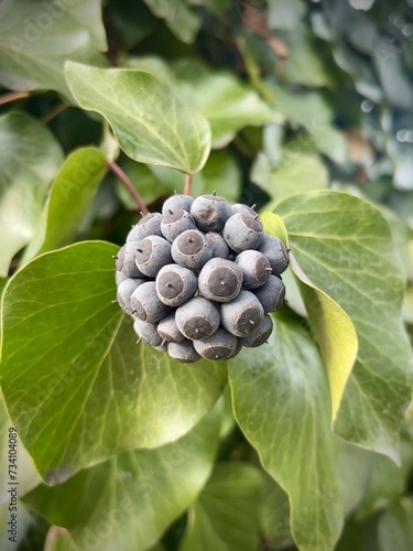 Ripe ivy berries in inflorescence. Ivy is a climbing evergreen liana grown to create a green cover in the landscape. The berries ripen in winter and have a dark purple color. photo