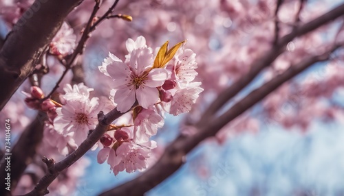 blossom in spring  blooming trees in spring  amazing spring scenery  trees in spring