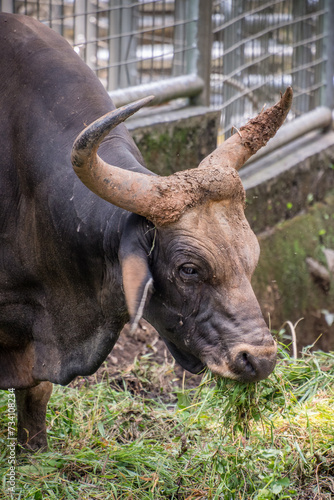 The banteng (Bos javanicus), also known as tembadau, is a species of cattle found in Southeast Asia