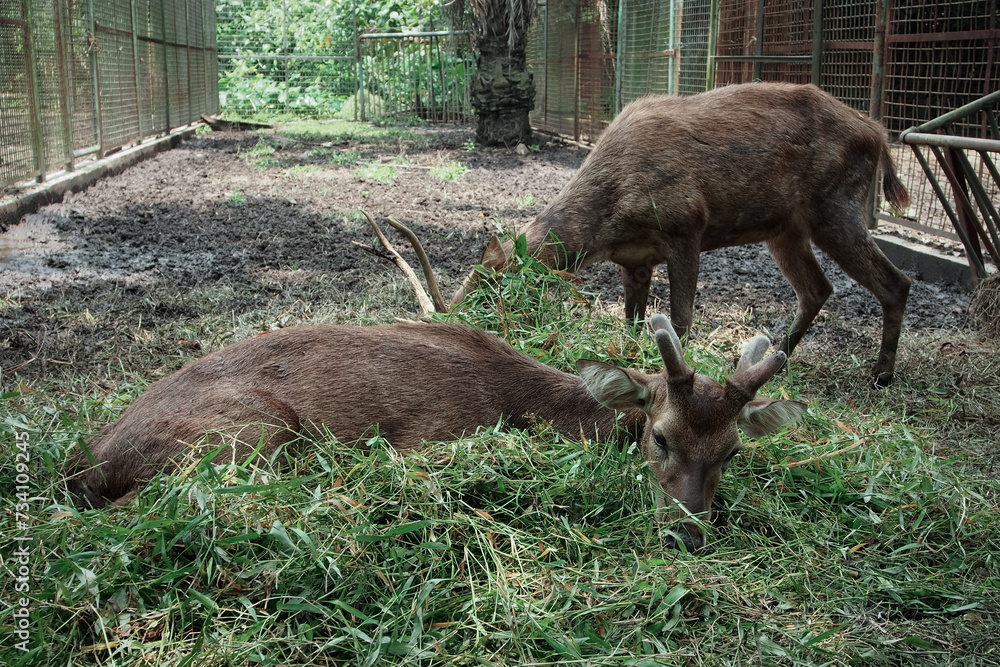 The Bawean deer (Axis kuhlii), also known as Kuhl's hog deer or Bawean hog deer, is a highly threatened species of deer endemic to the island of Bawean The Bawean deer (Axis kuhlii), also known as Kuhl's hog deer or Bawean hog deer, is a highly threatened species of deer endemic to the island of Bawean