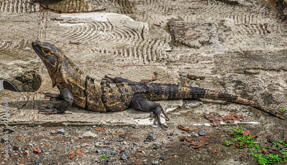 Costa Rica, Parque Nacional Carara - July 22, 2023: Iguana or lizard closeup on cement surface of parking Costa Rica, Parque Nacional Carara - July 22, 2023: Iguana or lizard closeup on cement surface of parking