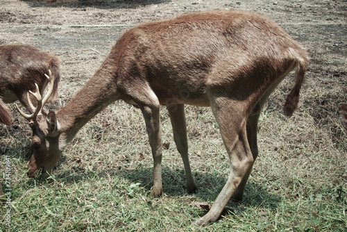 The Bawean deer (Axis kuhlii), also known as Kuhl's hog deer or Bawean hog deer, is a highly threatened species of deer endemic to the island of Bawean photo