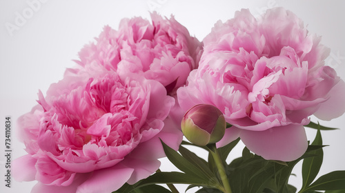 Pink bouquet of peonies on white background floral composition