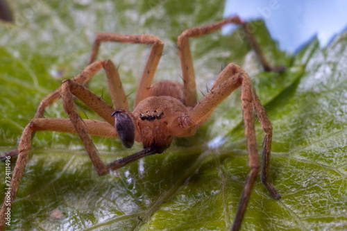 Huntsman spider, Olios argelasius, on a leaf, Platamona, sassari, Sardinia, Italy. photo