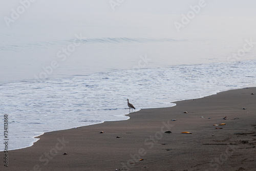 migratory bird in seashore line in calm sea with sand and negative space