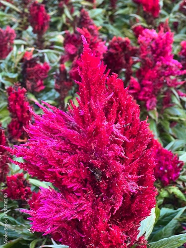 Celosia pinnate Celosia argentea var.plumosa burgundy flowers