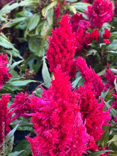 Celosia pinnate Celosia argentea var.plumosa burgundy flowers
