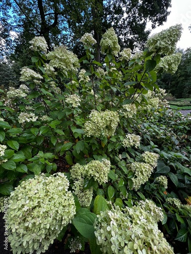 Beautifully blooming bouquet hydrangea Hydrangea paniculata