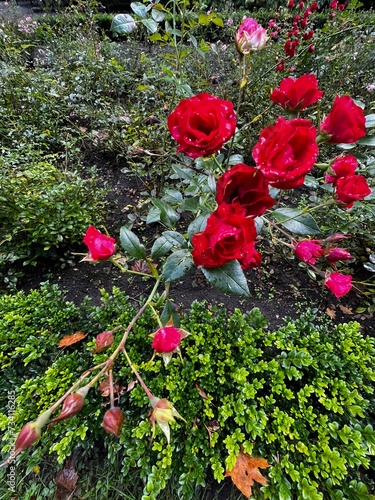 red roses growing on green bud