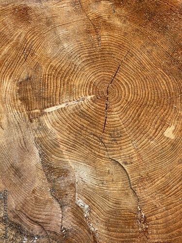 visible rings on tree cut down in forest
