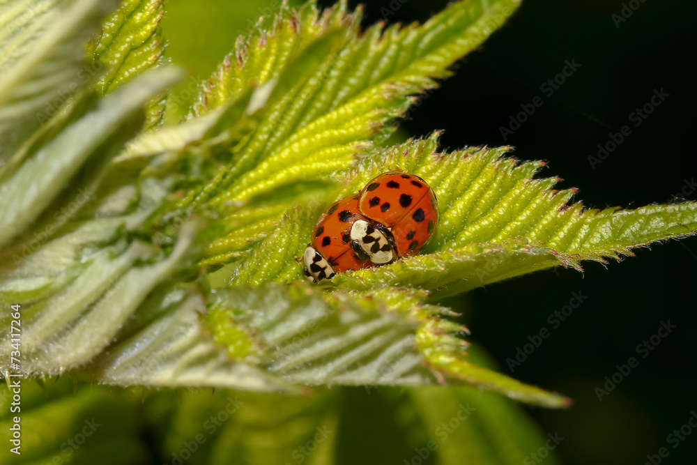 Gelber und roter Marienkäfer bei der Paarung, Harmonia axyridis, Coccinellidae Gelber und roter Marienkäfer bei der Paarung, Harmonia axyridis, Coccinellidae