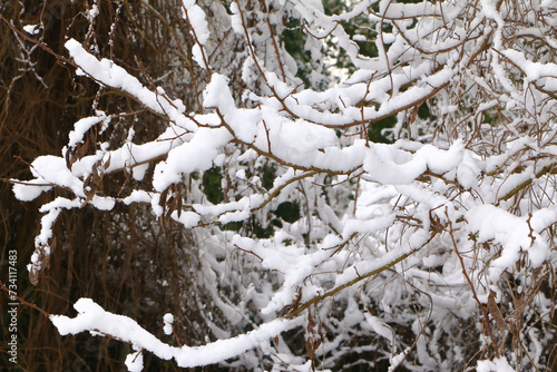 Frisch gefallener Schnee auf Zweigen photo