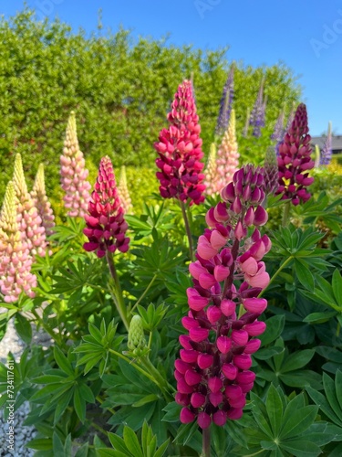 lupins pink and blue flowers