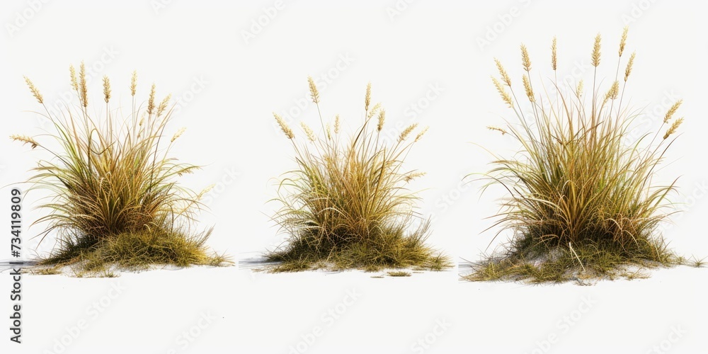 A row of tall grass sitting on top of a snow covered ground. This image can be used to depict winter landscapes or nature scenes in cold climates