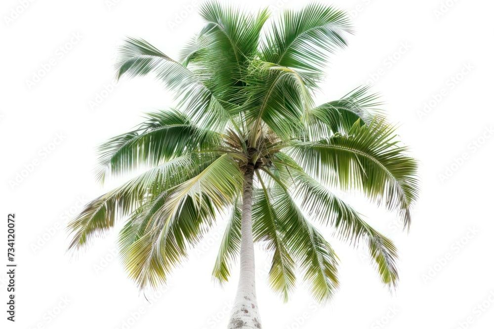 Fototapeta premium Coconut palm tree isolated on white background.