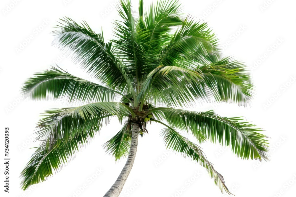 Coconut palm tree isolated on white background. Coconut palm tree isolated on white background.