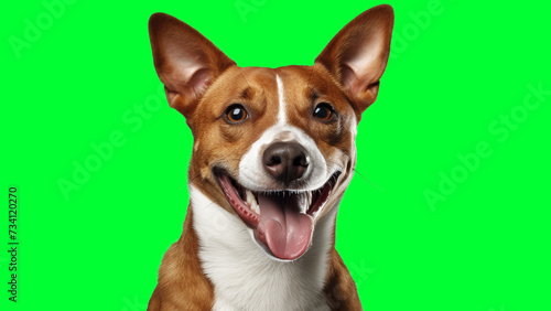 Portrait photo of smiling Basenji on green background