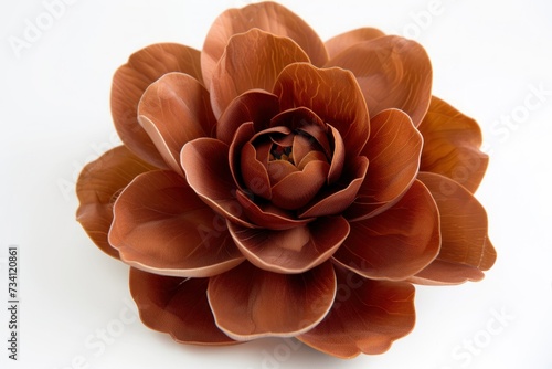 brown flower on white background