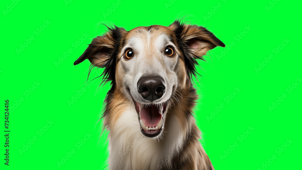 Portrait photo of smiling Borzoi on green background Portrait photo of smiling Borzoi on green background
