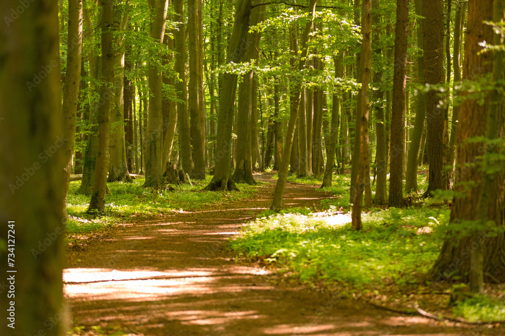 Fototapeta premium Idyllischer Wanderweg durch den Wald