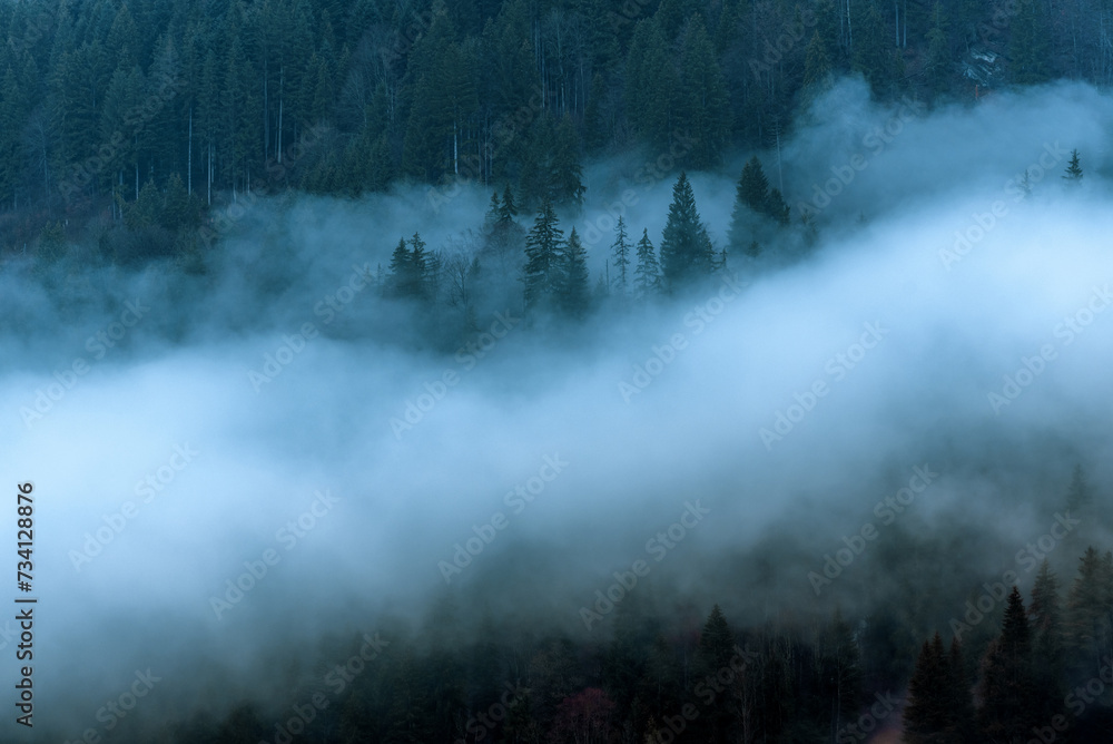 mist in the forest in Lauterbrunnen of Switzerland
