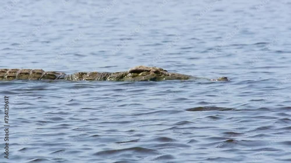 Huge Nile Crocodile swimming in the water. Murchison Falls National Park. Uganda Huge Nile Crocodile swimming in the water. Murchison Falls National Park. Uganda