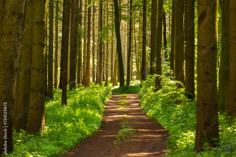 Obraz premium Idyllischer Wanderweg durch den Wald