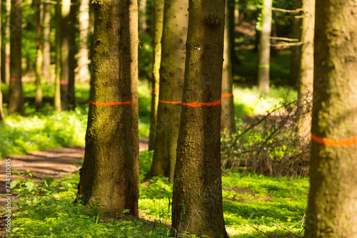 Obraz na płótnie markierte Bäume im Wald w salonie