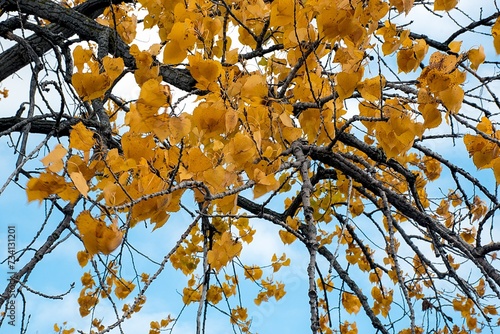 Gold autumn leaves on a cottonwood tree with blue sky background 