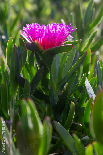 Close-up of a bright pink Carpobrotus edulis flower. Blooming sea fig and green foliage. A species of plants of the genus Carpobrotus, family Aizaceae, native to South Africa