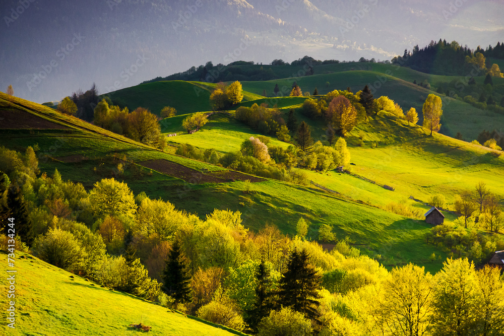 stunning view of a rural landscape in spring. trees and fields on the grassy rolling hills in evening light. beautiful mountainous scenery of transcarpathian region of ukraine - obrazy, fototapety, plakaty 