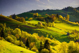 stunning view of a rural landscape in spring. trees and fields on the grassy rolling hills in evening light. beautiful mountainous scenery of transcarpathian region of ukraine