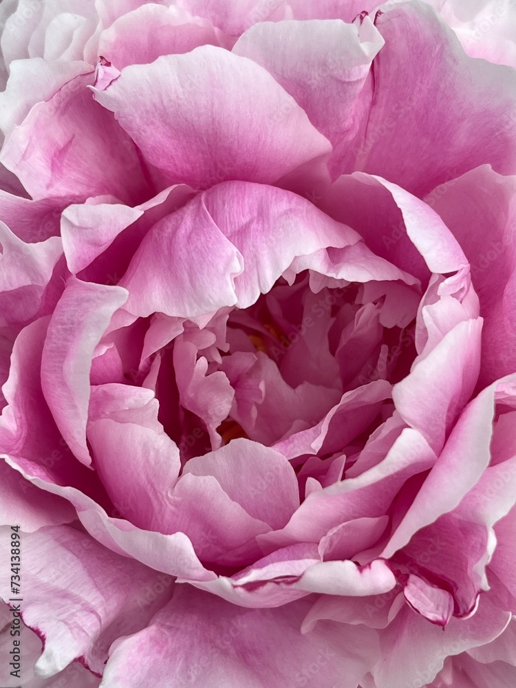 pink rose close up pink rose close up