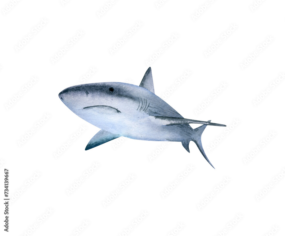 Shark illustration. Hand drawn illustration with shark for posters design, souvenirs