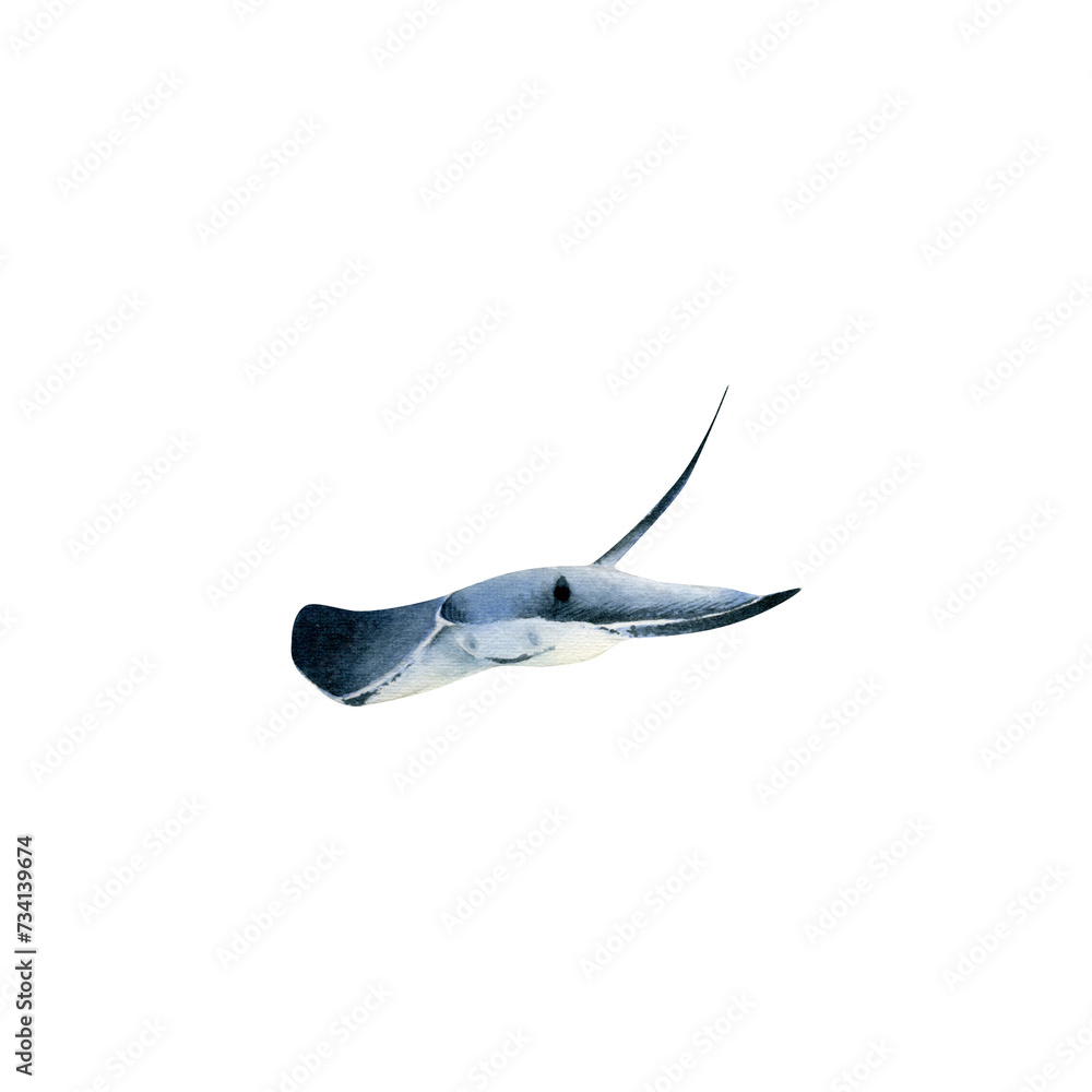 Obraz premium Stingray illustration. Hand drawn watercolor illustration with stingray for posters design, souvenirs